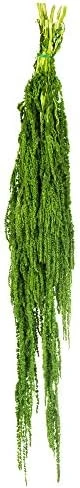 Vickerman Spring Green Amaranthus Bundle 30" Long, Real Preserved Foliage Decor For Home Or Everyday Arrangements, 7-8 Oz Per Bundle - Image 8