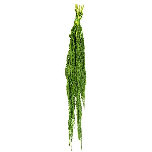 Vickerman Spring Green Amaranthus Bundle 30" Long, Real Preserved Foliage Decor For Home Or Everyday Arrangements, 7-8 Oz Per Bundle