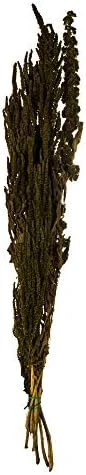 Vickerman Spring Green Amaranthus Bundle 30" Long, Real Preserved Foliage Decor For Home Or Everyday Arrangements, 7-8 Oz Per Bundle - Image 6