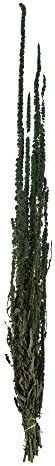 Vickerman Spring Green Amaranthus Bundle 30" Long, Real Preserved Foliage Decor For Home Or Everyday Arrangements, 7-8 Oz Per Bundle - Image 5
