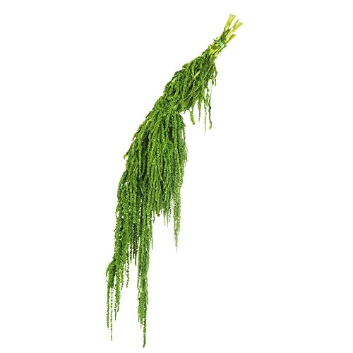 Vickerman Spring Green Amaranthus Bundle 30" Long, Real Preserved Foliage Decor For Home Or Everyday Arrangements, 7-8 Oz Per Bundle - Image 3