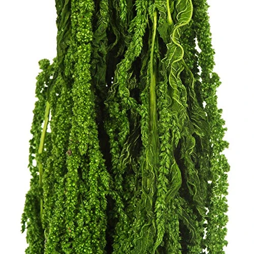 Vickerman Spring Green Amaranthus Bundle 30" Long, Real Preserved Foliage Decor For Home Or Everyday Arrangements, 7-8 Oz Per Bundle - Image 2